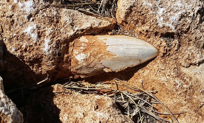 This undated hand out picture released by the Department of Biodiversity, Conservation and Attractions on March 12, 2018 shows a giant fossilised tooth from a prehistoric shark in the Cape Range National Park, Western Australia (AFP Photo)