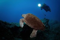Loggerhead sea turtles are often seen at the beaches in Olympos and in the sea. (AA Photo)