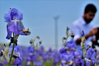 The endangered sea daffodils grow in Bodrum district.