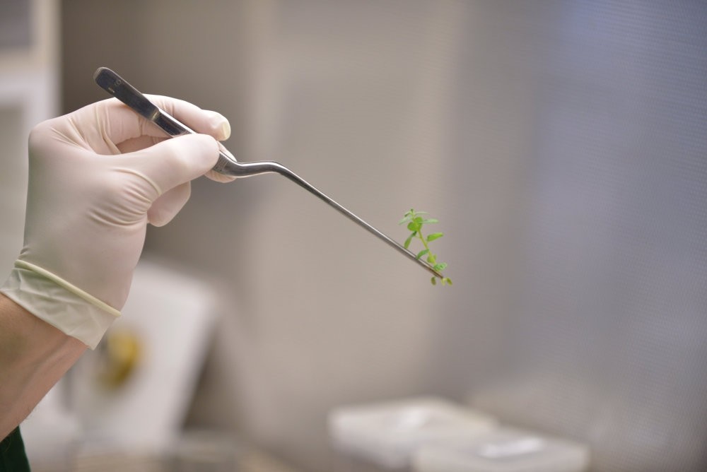 A research scientist examines a soybean plantlet in New Brighton, Minnesota.