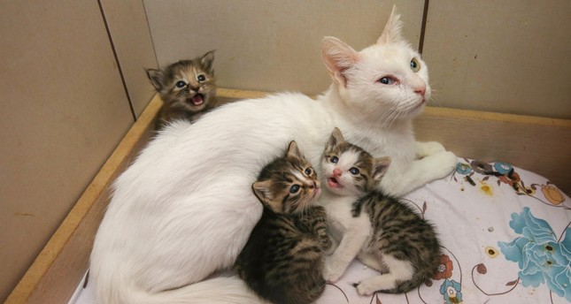 motherly love van cat