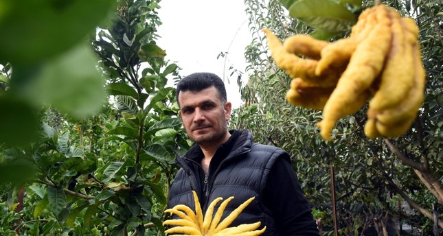 لأول مرة في تركيا.. مزارع ينجح في زراعة يد بوذا
