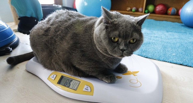 Obese Cat Hits Gym Every Day To Shed Kilos Daily Sabah