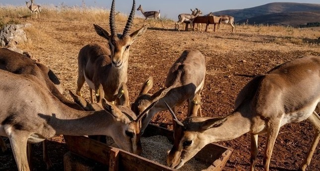 إطعام نوع من الغزلان المهدد بالانقراض Photo by Uğur Yildirim