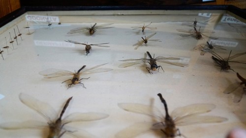 Decades of Turkey's insects on display at Istanbul museum - Daily Sabah