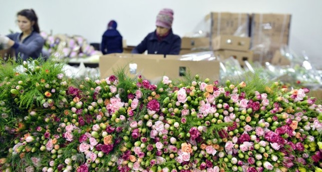 مصدرو أكاليل الزهور بأنطاليا يتوقعون مبيعات تتجاوز 10 ملايين دولار