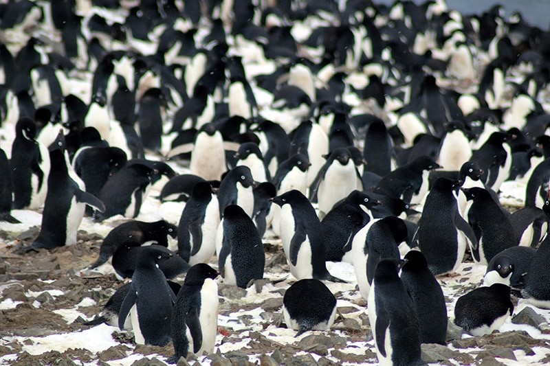 This undated handout photograph released by Louisiana State University on March 2, 2018, shows Adu00e9lie penguins nesting on the Danger Islands, Antarctica. (AFP Photo)