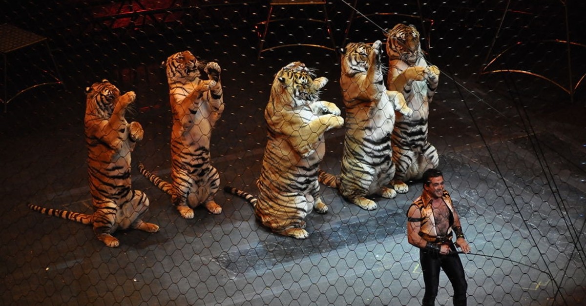 circus tigers