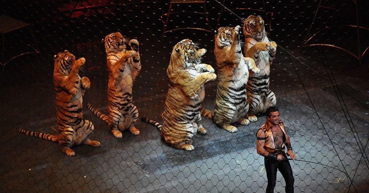 Tigers perform in Ringling Brothers and Barnum and Bailey Circus (Wikipedia photo)