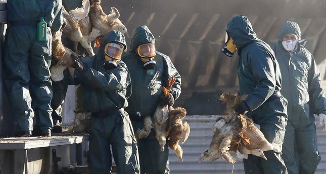 السعودية تبلغ عن أول تفش لسلالة H5N8 شديدة العدوى من إنفلونزا الطيور