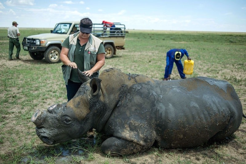 Photo shows a de-horned rhino slowly waking up after his horn was trimmed at John Hume's Rhino Ranch in Klerksdorp, in the North Western Province of South Africa. AFP Photo 