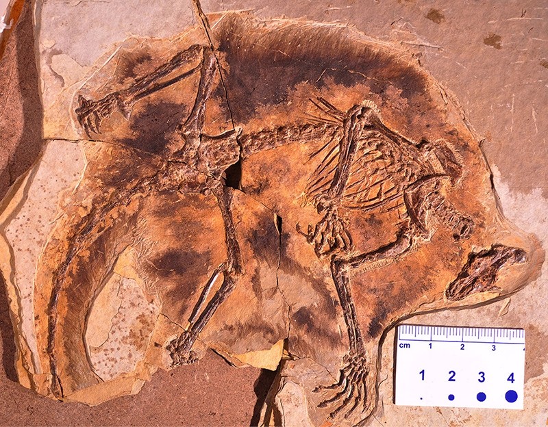 A fossil of a gliding mammaliaform Maiopatagium furculiferum, type specimen is shown in this undated handout photo from the Beijing Museum of Natural History (Reuters Photo)