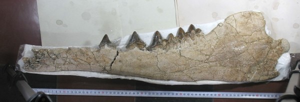 This handout photo obtained April 3, 2019, courtesy of Olivier Lambert, shows the prepared left mandible of Peregocetus. (AFP Photo)