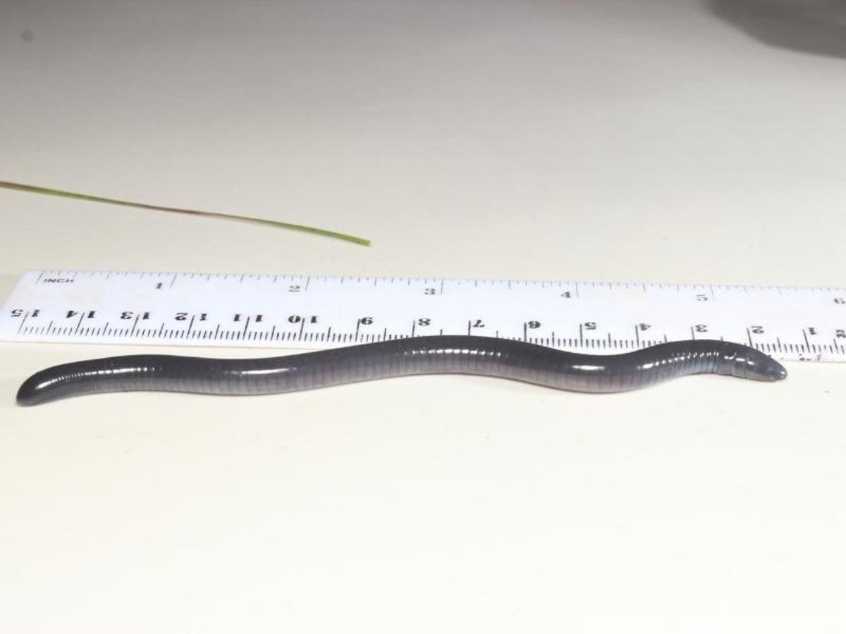 The amphibian dermophis donaldtrumpi. (Photo courtesy of EnviroBuild)