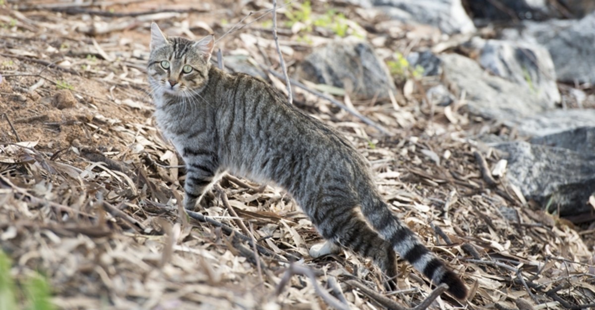 Australia Killing Millions Of Feral Cats With Poison For Posing A Serious Threat To Environment Daily Sabah
