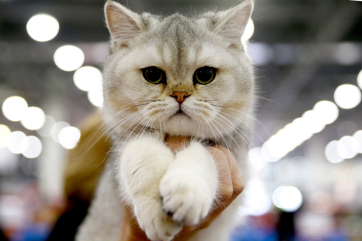 2017 Grand Prix Royal Canin 