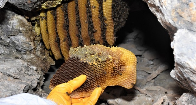 من عسل الجنون إلى أغلى عسل في العالم.. نبذة عن أنواع العسل في تركيا 1622624594182