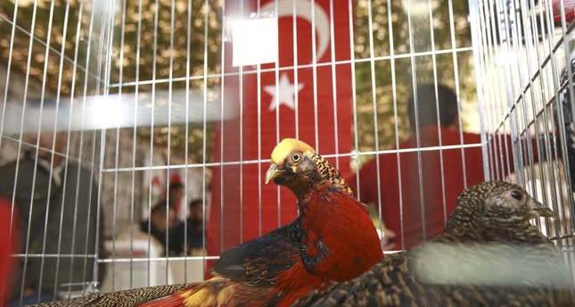 تنظيم مسابقة لاختيار ملكة جمال الدجاج في تركيا