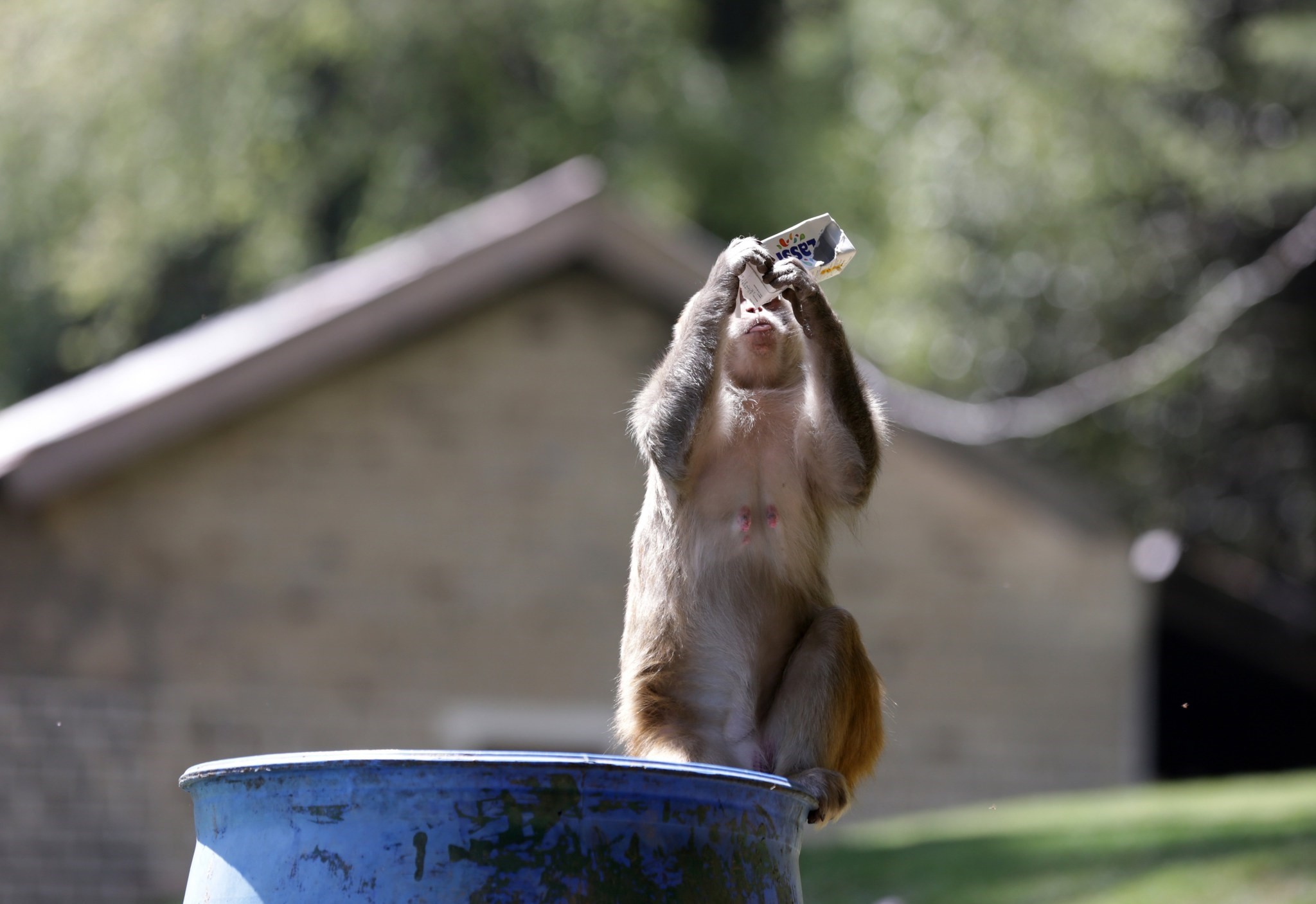 A monkey sips on drops pf legtover soft drink as it searches for eatables in a dustbin at the tourist destination Khajjiar in Chamba (EPA Photo)