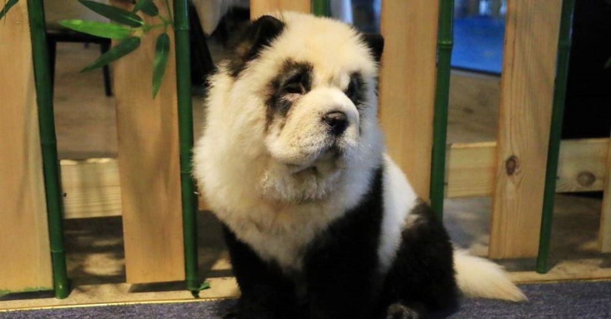 A Chow Chow dog dyed like a giant panda pictured at a pet cafe in Chengdu, China, Oct.27, 2019. (REUTERS)