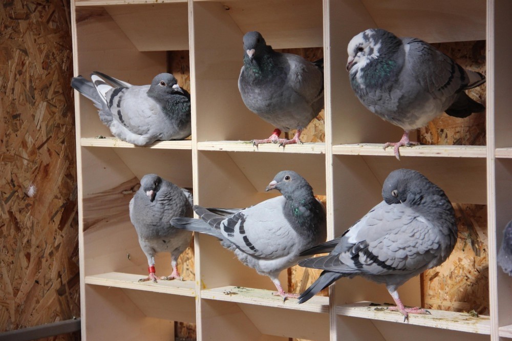 Turkey's racing carrier pigeons train at new facility Daily Sabah