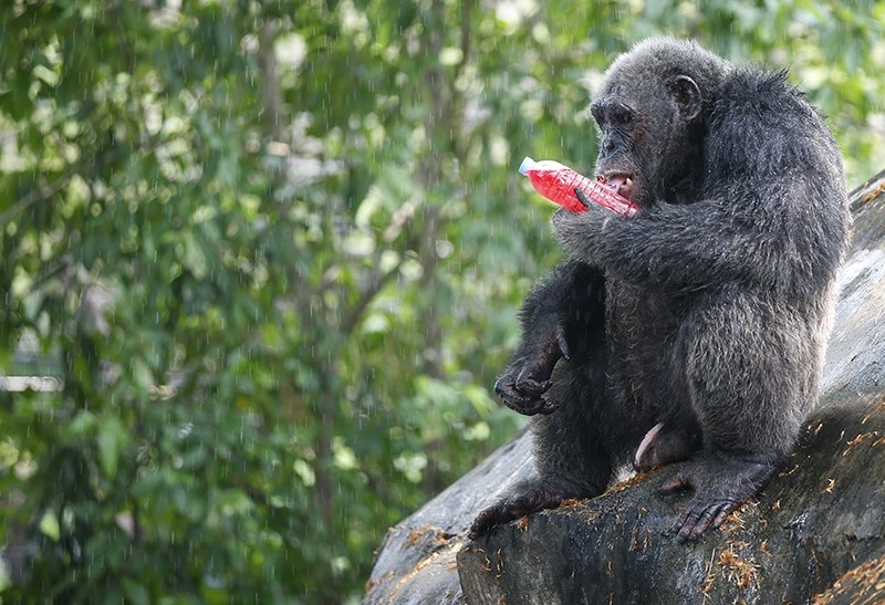 A chimpanzee drinks cold fruit juice given by a zoo keeper during a hot day at Dusit Zoo in Bangkok, Thailand, 30 March 2017 (EPA Photo)
