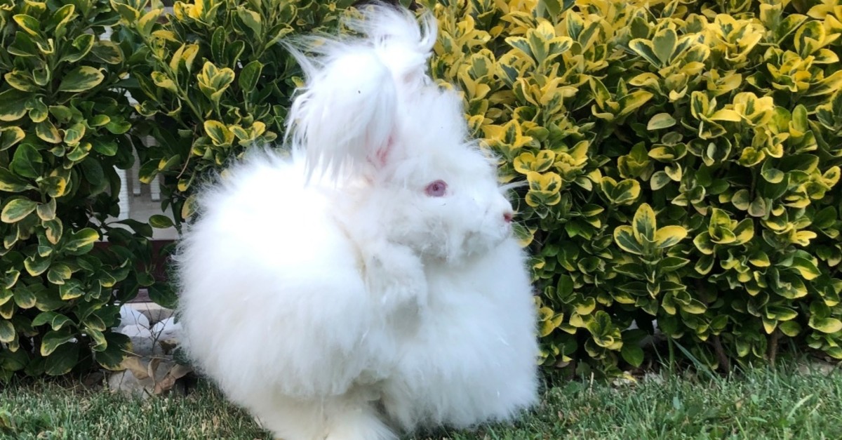 Chinese Angora Rabbit