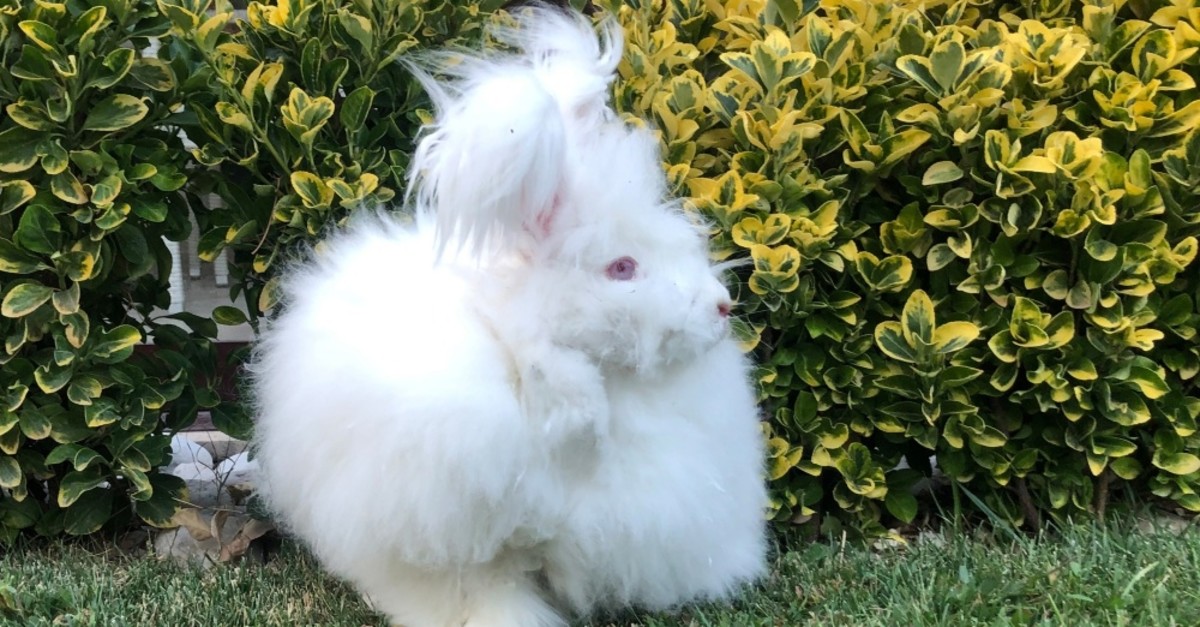 Angora rabbit can grow hair up to 40 centimeters.