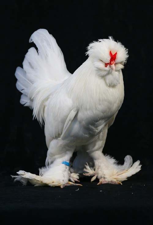 موسوعة انواع الدجاج --1545391986297