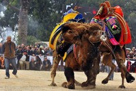 Camel wrestling is a very old tradition, especially in western Turkey. (AA Photo)