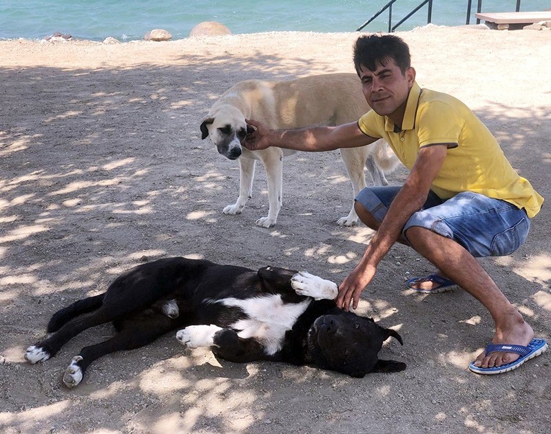 A local pets the stray dogs at the beach where 74-old man was saved from drowning. (IHA Photo)