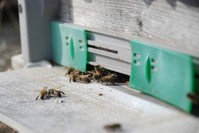 While we know that honey is a delicious natural sweetener, fewer people are aware that it is also one of the oldest known medicinal substances. (IHA Photo)