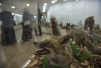 The museum displays to animated skeletons of different animals, including a 4.5-meter-long mammoth (below) that lived in 1700 B.C.