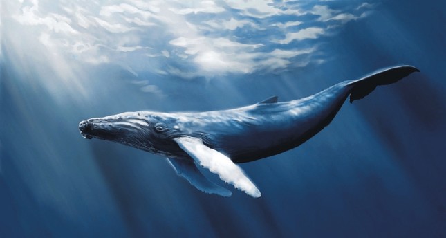 blue whale challenge youth