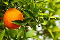 Bitter orange is highly abundant in the southern province of  Antalya but Turkish people  usually plant bitter orange trees for decorative purposes.