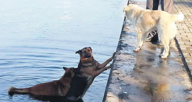Dog saves another dog in dramatic rescue - Daily Sabah