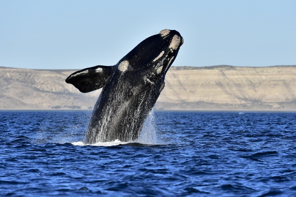 Big and brilliant: Complex whale behavior tied to brain size | Daily Sabah