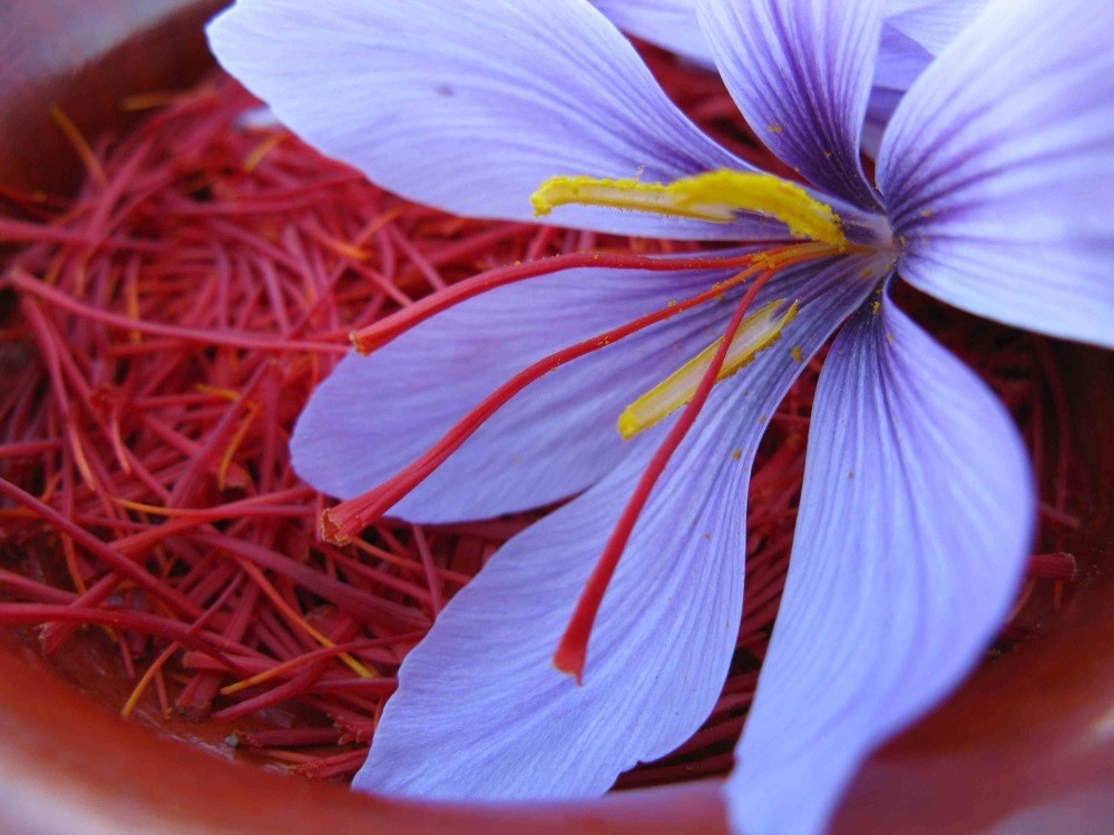 Saffron