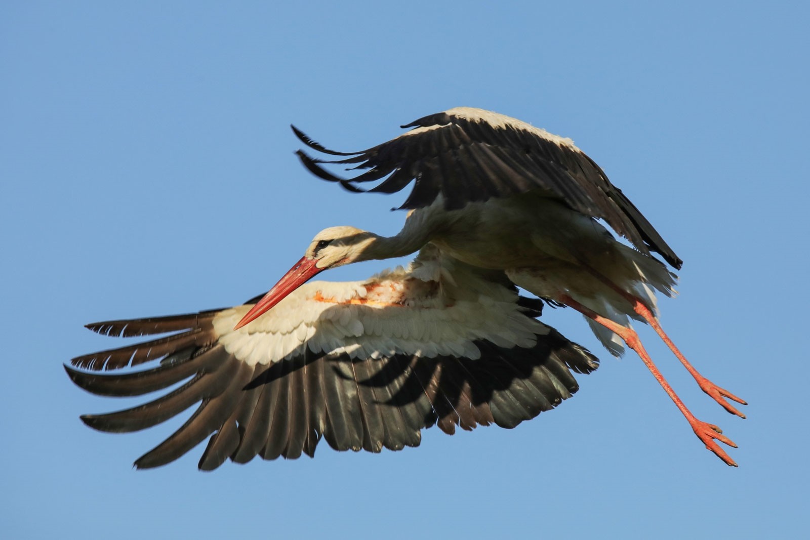 Озеро Ван на востоке Турции стало домом для более 200 видов птиц