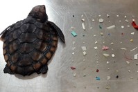 Photo from the Facebook account of Gumbo Limbo Nature Center, Inc.