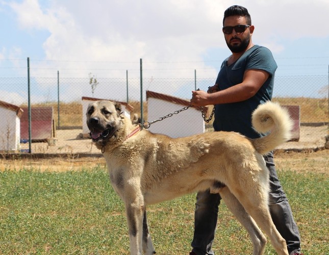 kangal dog price