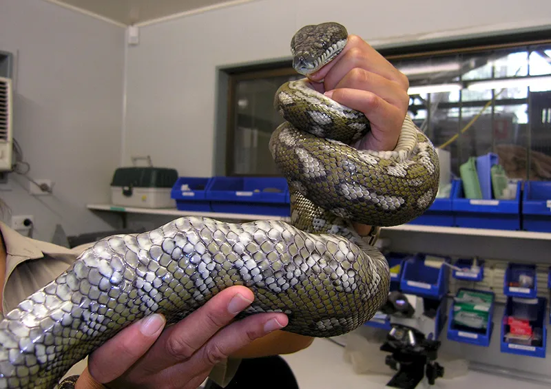 Drunk man found carrying python in his pants in Germany | Daily Sabah