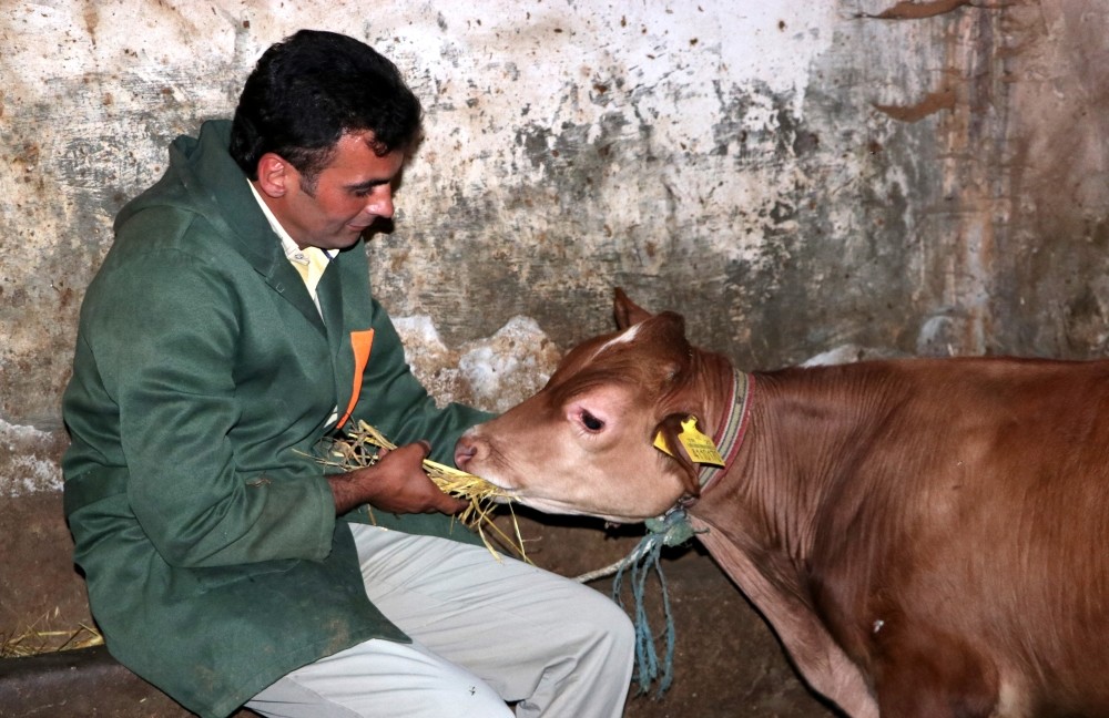 Metin Yalu00e7u0131n tends to the cow which has become a celebrity for its daring escape from slaughter.