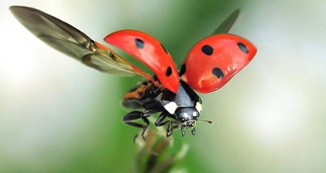 Superstitions busted: Ladybugs as lucky charms - Daily Sabah