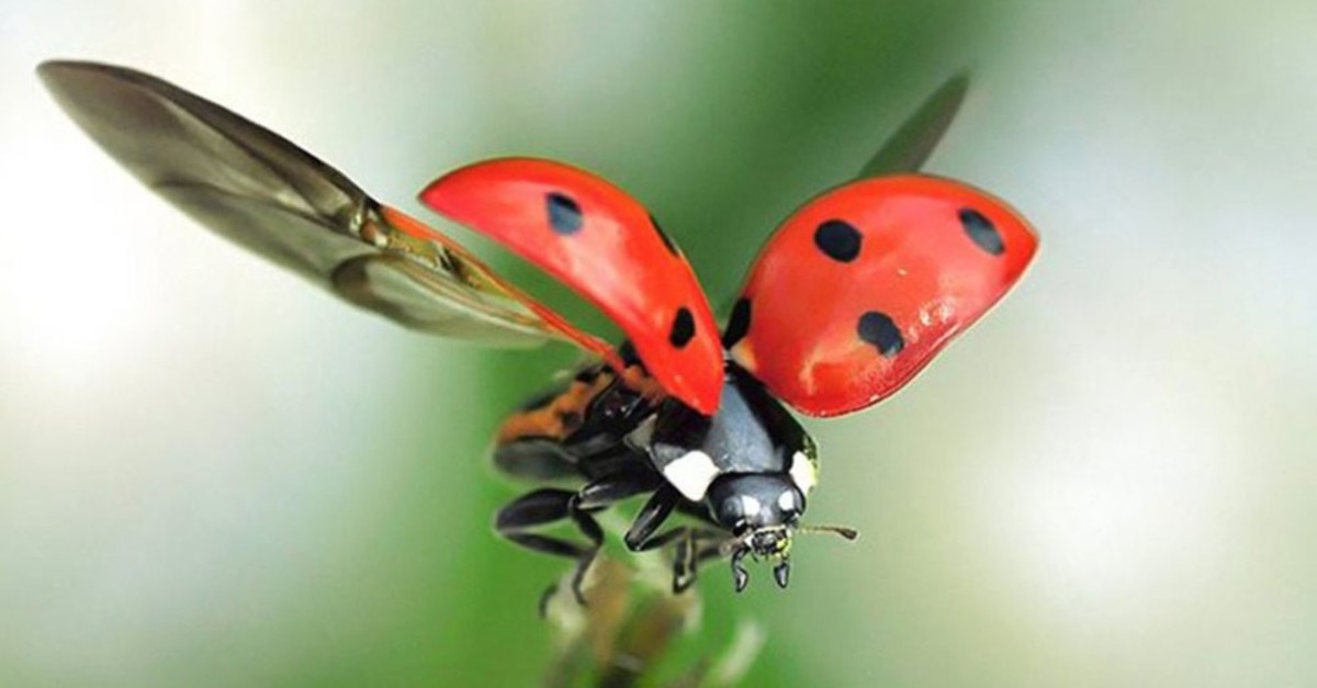 Ladybugs are considered to be lucky charms when they land on someone.