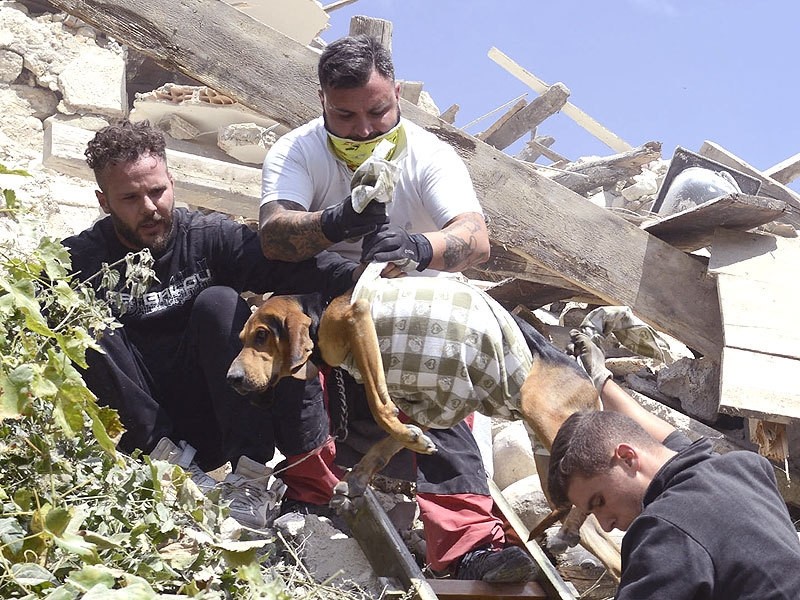 Rescuers recover a dog from a collapsed house after an earthquake hit Pescara del Tronto. (AP Photo)