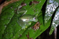 Handout picture released by Bolivia's Natural History Museum ,Alcide d'Orbigny, on Jan. 27, 2020, showing one of three ,glass frogs,, found on Jan. 8, at the Sehuencas National Park, 120 km east of Cochabamba, Bolivia. (AFP Photo/Natural History Museum ,Alcide d'Orbigny,/Oliver Quinteros)