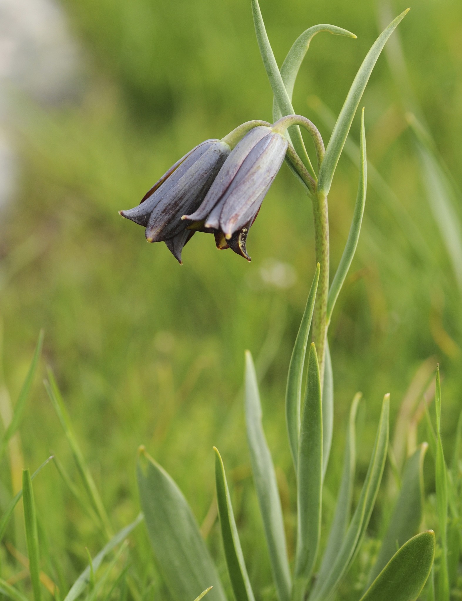 The newly discovered, red and purple fritillaria ozdemir-elmasii tulip