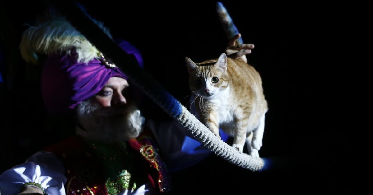 A cat performs at the Moscow Cat Theatre in Moscow on Sept. 22, 2019.