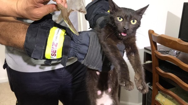 Firefighters finally managed to capture the feline on Wednesday and safely removed the broken jar from its neck. (IHA Photo)
